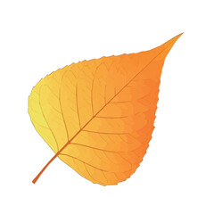 Orange autumn leaf with rounded shape and visible veins reflecting warm fall atmosphere