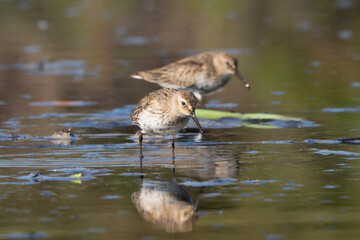 Two Dunlins - Calidris alpina standing in shallow water searching for food with delicate reflection mirrored on the calm surface. Photo from Warta Mouth National Park in Poland.