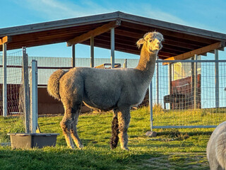 Single freshly shorn alpaca standing alert in a paddock at golden hour, with farm shelters and...