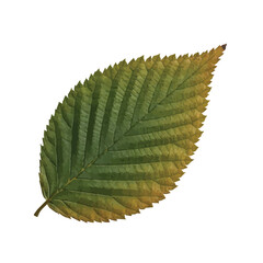 Bright green elm leaf with strong texture and vivid veins showing perfect symmetry