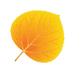 Yellow circular leaf with smooth surface symbolizing the essence of autumn simplicity