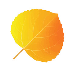 Yellow poplar leaf with soft texture and curved edges symbolizing autumn color change
