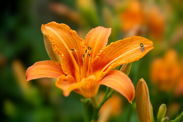 Fototapete bei efototapeten.de bestellen   