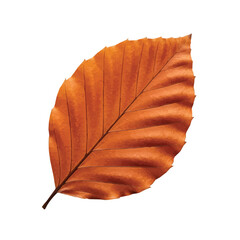 Brown autumn leaf with curled shape symbolizing drying nature and seasonal change