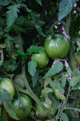 Green unripe tomatoes growing on a branch in a garden. Fresh organic vegetables, natural texture, and farming concept. Ideal for gardening, agriculture, and healthy food themes.
