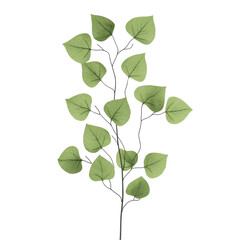 Delicate eucalyptus branch with light green leaves on a white background