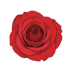 Fresh red rose flower with natural velvety petals and bright romantic tone isolated on white
