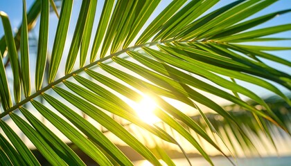 Palm leaf closeup at sunset