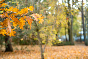 In the foreground, a branch with yellow and orange oak leaves. The background is blurred, showing a park with trees and ground covered with fallen leaves, capturing the essence of golden autumn.