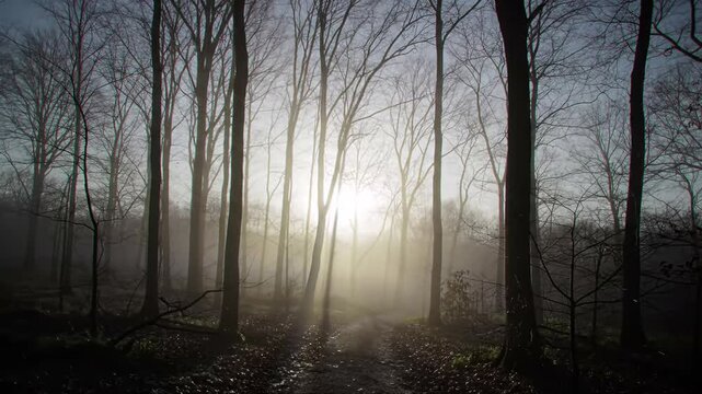 Eerie woodland with a foggy atmosphere featuring sun rays shining through branches suitable for film scene, scary movie, paranormal video, horror concept, mystery background.