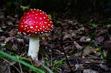 Fliegenpilz steht im Wald mit weißen Flecken und dicken Stamm. Giftpilz