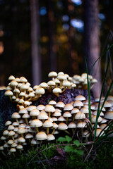 Nicht essbare Pilze auf einem Baumstamm im Wald. Weiße Pilze im Wald