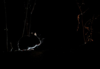 Wood mouse, sillhouetted and rim lit