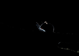 Wood mouse, sillhouetted and rim lit