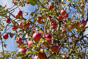 rotbackige Bio Äpfel am Baum in einer Streuobstwiese
