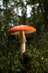 Ein Fliegenpilz wie aus dem Bilderbuch triumphiert im Wald im besten Licht. Giftpilze im Herbst.
