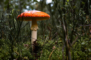 Fliegenpilz im Unterholz. Giftpilz im Wald. klassischer Fliegenpilz im im Grünen.