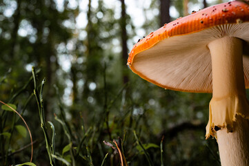 Fliegenpilz mit seinen Lamellen. Giftiger Pilz, Wald..