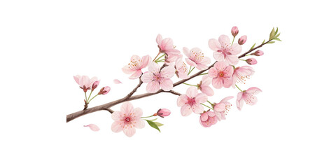 Pink cherry blossom branch isolated on white background