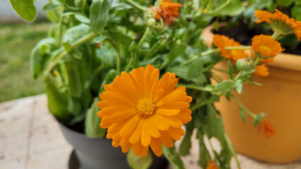 Yellow and orange marigold calendula flowers growing in a flower pot, captured from a top-down view.