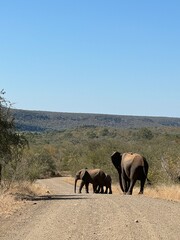 elephants in the wild
