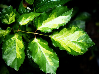 green olyscia eave and varigated