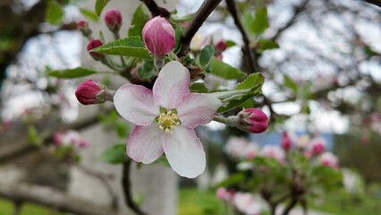 A cherry tree in bloom during spring with pink flowers.