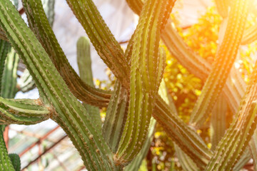 Cactus plant botany. Close-up of green cacti growing under sun at daytime, probably for gardening purposes.