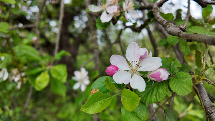 A cherry tree in bloom during spring with pink flowers.