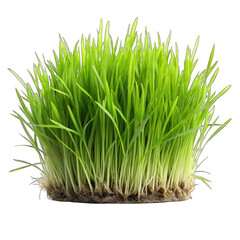 Obraz premium green grass isolated on white