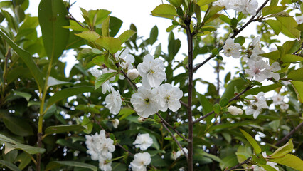 White spring blossoms of an apple or cherry tree, featuring white flowers on the branches.