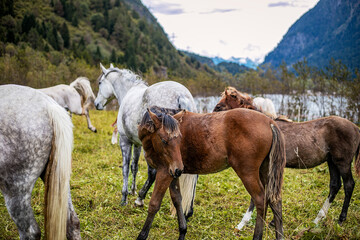 Obraz premium paesaggio in montagna