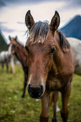 Obraz premium paesaggio in montagna