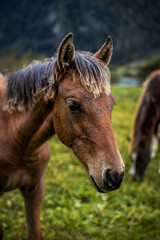 Obraz premium paesaggio in montagna