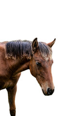 Obraz premium paesaggio in montagna