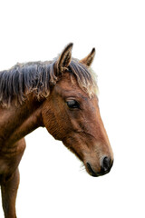 paesaggio in montagna