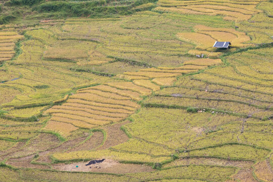 베트남 사파 농촌 다랑이 논
