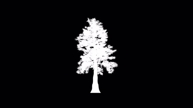White Tree Silhouette on Black Background Isolated.