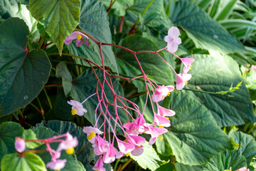 Blossom of Begonia obliqua, Begoniaceae, pink flowers, oriental garden plant