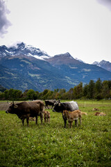 paesaggio in montagna