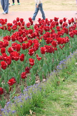 red tulips in a garden