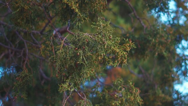 Closeup shot of leaves of the Juniper tree growing on the Himalayan mountain ranges near Keylong in Lahaul and Spiti district, Himachal Pradesh, India. Closeup of Branch of juniper berries in autumn.