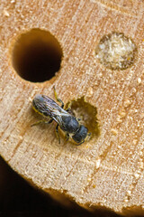 close-up view of a busy young wild bee heriades on the wooden nesting holes of a bee hotel