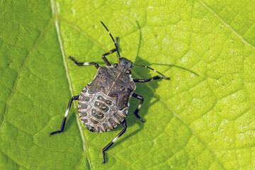 close up view of a brown marmorated stink bug on a green leaf in sunlight