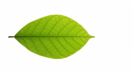 Fototapeta premium Green Leaf Close Up