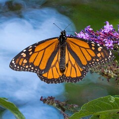 Monarch butterfly on purple flower, blurred background