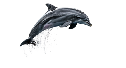 A beautiful dolphin jumping out of the water.