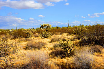 Landscape Sonoran Desert Arizona