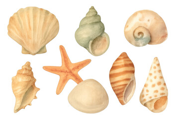 Watercolor seashells starfish marine life collection transparent background