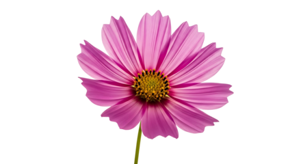 A single vibrant pink cosmos flower isolated on a white background.